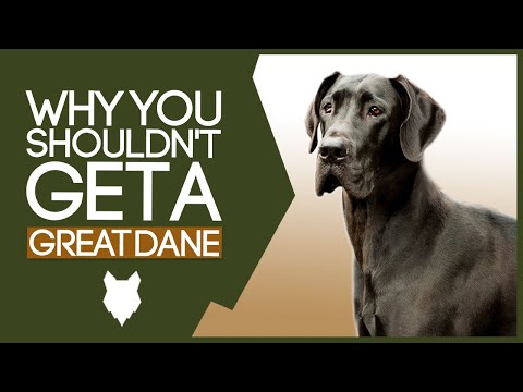 Video: 5 didžiausios klaidos „Great Dane“savininkai