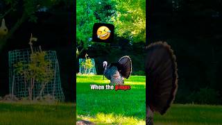 Drop it like it’s hot…🦃🥵 #turkey #nature #turkeyhunting