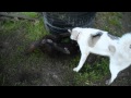 Greenland Dog Love Play の動画、YouTube動画。