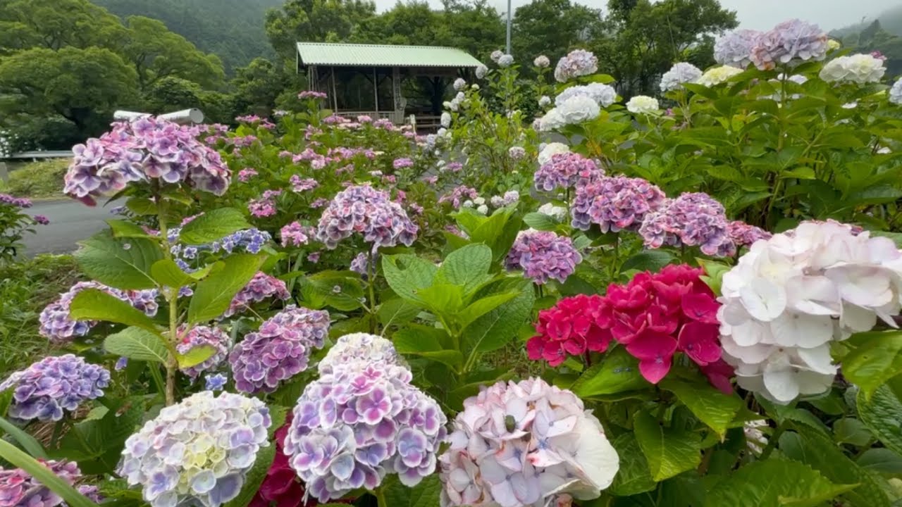 June 27, 2026 - It's the perfect time to take photos! Hydrangea