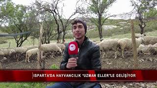 Ispartada Hayvancılık Uzman Ellerle Gelişiyor