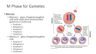 Ch 26 The Reproductive System