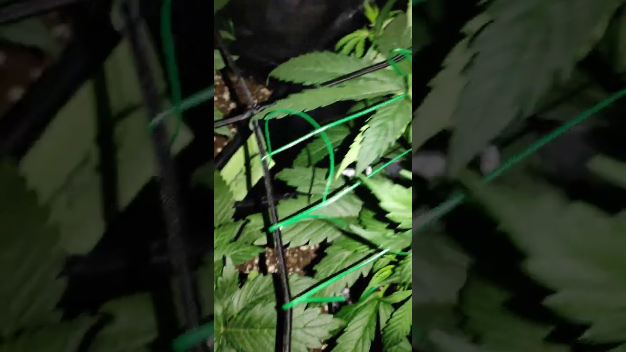 Seguimiento cultivo led cob 50w más led 192w. Moby Dick auto XXL y GrapefruitMatic