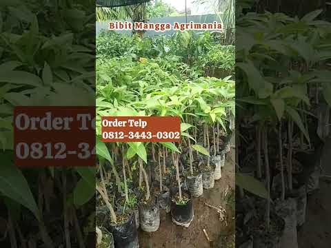 Segera Miliki Bibit Mangga Agrimania untuk Kebun yang Lebih Produktif