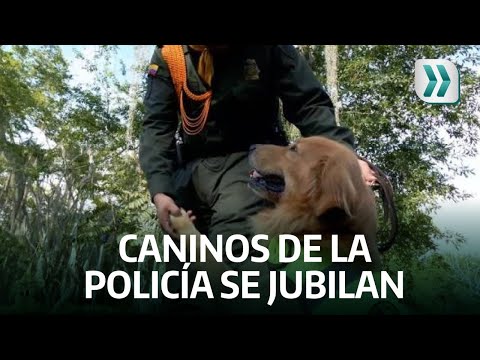 🥺Se jubilan dos caninos de la Policía Metropolitana de #Bucaramanga | Vanguardia