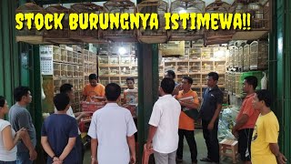 Download Lagu Stock Burungnya istimewa!!  MP3 Download Lagu Stock Burungnya istimewa!!  MP3