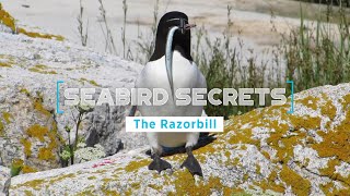 Seabird Secrets | Episode 3: The Razorbill