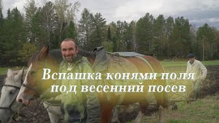 Вспашка конями нашего поля под весенний посев.