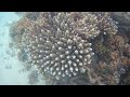 Maldives underwater snorkeling - created with SJCAM SJ4000