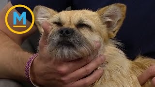A little dog with a very big heart | Your Morning