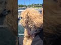 My first  time ride on the boat #puppy #doglife #shorts #trendingshorts