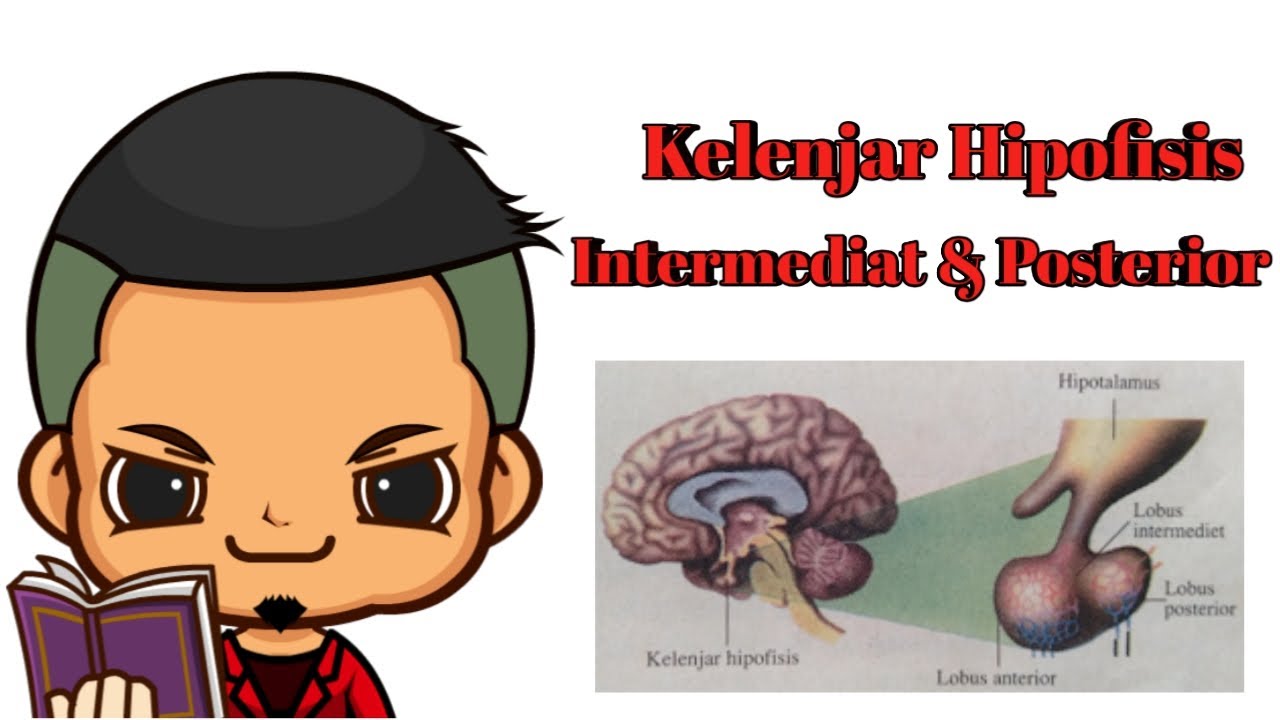  Kelenjar  Hipofisis  Intermediat dan Posterior YouTube