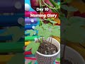Growing Morning Glory Plant Time Lapse - Seed To Flower Day 10 #gardening #garden #morninglory