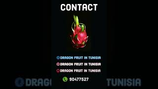 فاكهة التنين ستكون جاهزة في تونس إنشاءالله | ?? Dragon fruit will be ready in Tunisia for sale