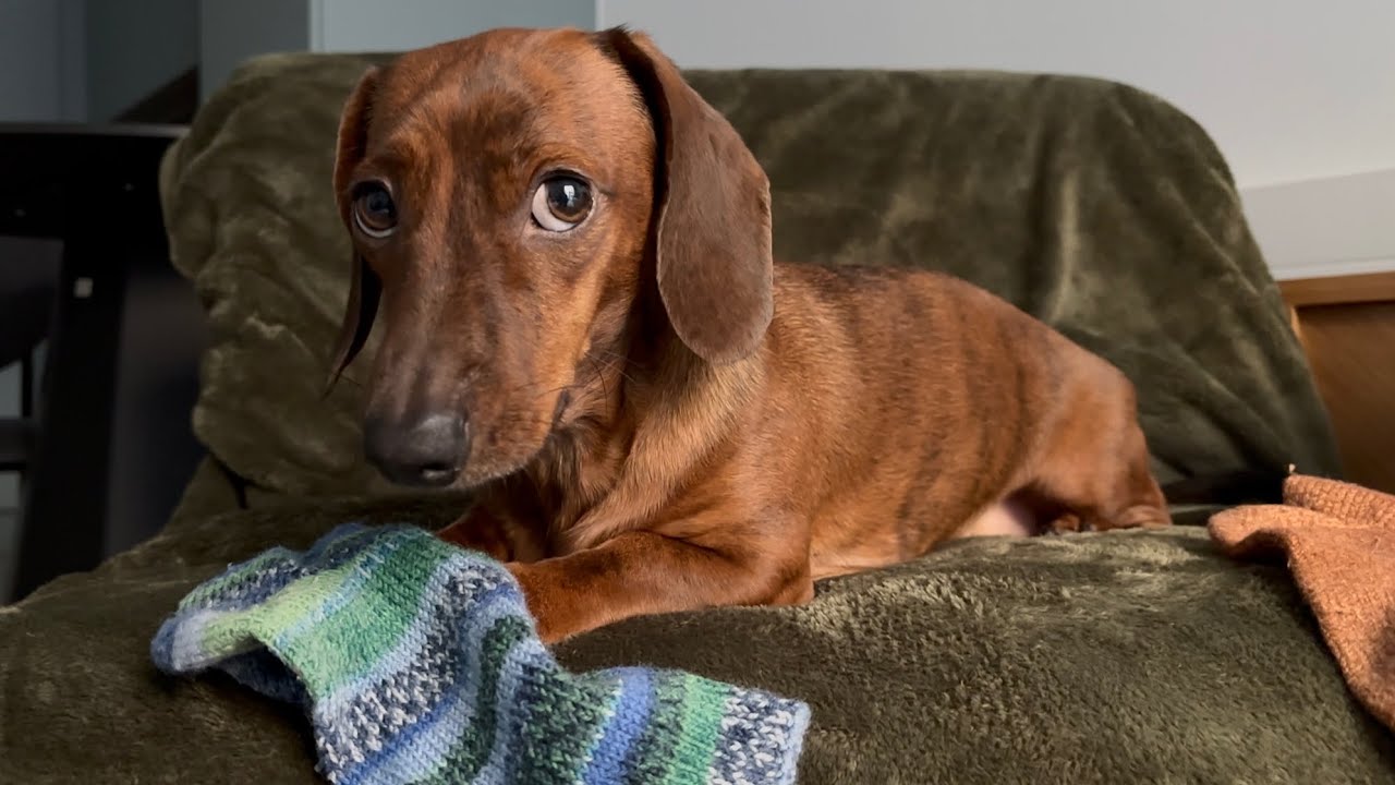 Mini dachshund is quite the little collector!