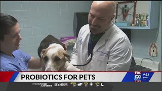 Veterinarian advises to give pets probiotics