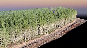 Drone 3D Scans the Forest with Structure from Motion (Photogrammetry)