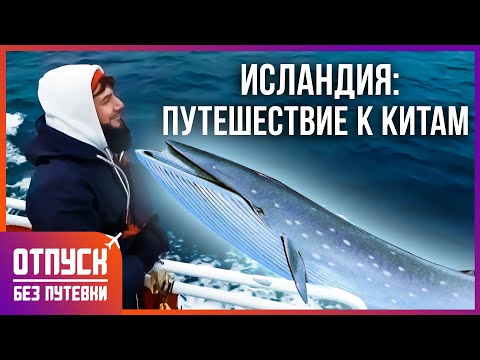 ИСЛАНДИЯ: НАБЛЮДАЕМ ЗА КИТАМИ. Отпуск без путёвки
