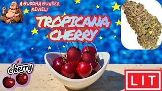 LIT Farms "Tropicana Cherry" Preferred THCA Review