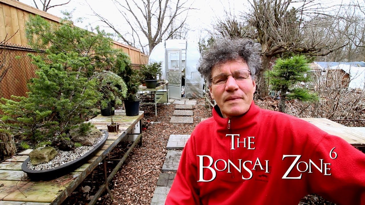 Norway Maple Bonsai Update The Bonsai Zone April 19 Youtube