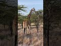 Lewa Wildlife Safari Marathon in Kenya | Runner's World