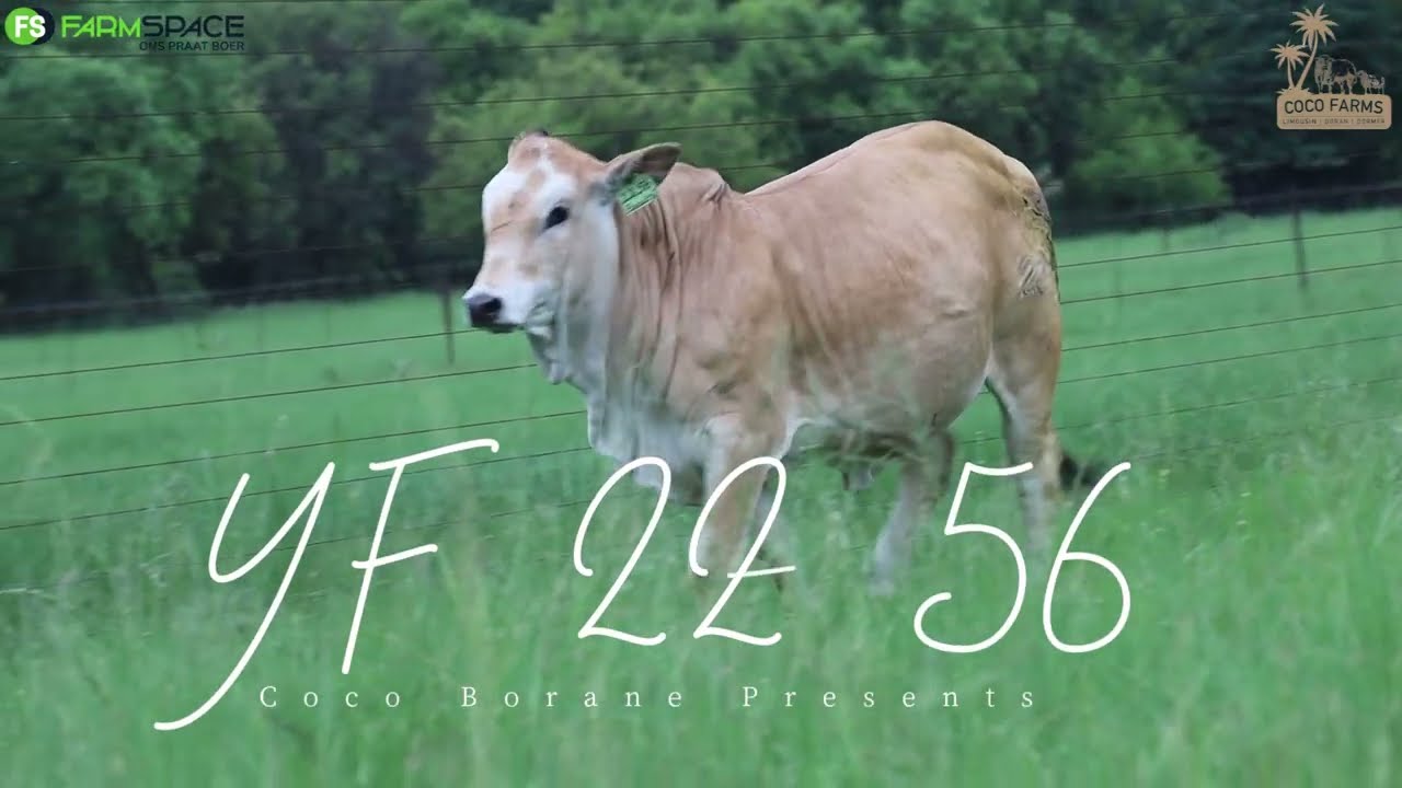 Coco Stud Farming  | YF 22 56 | Boran Verse Extravaganza | 9 Februarie 2024