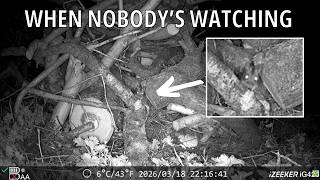 What Happens in the Garden When Nobody’s Watching? | Wildlife Trail Camera