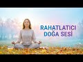 Rahatlatıcı Doğa Sesi ( Meditasyon, uyku , huzur )