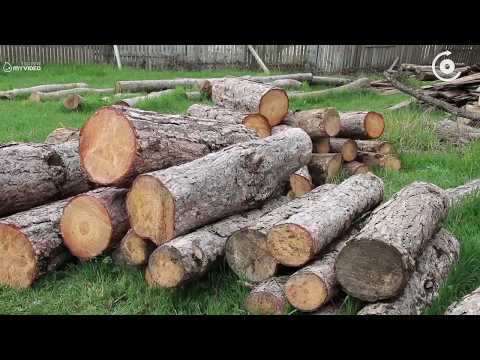 ადგილობრივმა წიწვოვანი სახეობის სამასალე მერქანი უკანონოდ მოიპოვა