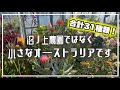 過去最大量⁉︎美しすぎるオージービューイング！【オージープランツ】