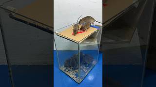 Great Homemade Mouse Trap Idea Using Cardboard // Mouse Trap 2 #Rattrap #Rat #Mousetrap #Shorts