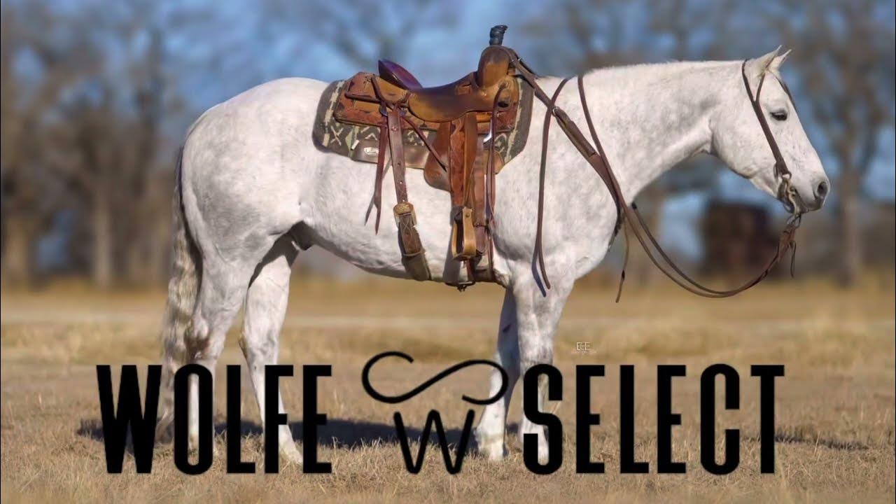 SILVERADO Wolfe Select, LLC. Diamond McNabb Ranch Horse Sale Hip