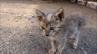 【猫島】将来、美猫になること間違いなし！ 激カワな長毛種の子猫【福岡県 相島】