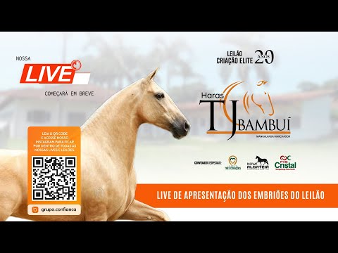 Live de Apresentação dos Embriões do Leilão Criação Elite 20 Anos TJ Bambuí