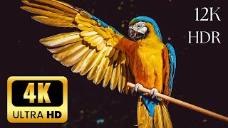 Amazon Forest Birds in 4K - A Scenic Wildlife Journey with Relaxation Music