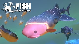 ฉลามวาฬตัวจิ๋ว!! วิวัฒนาการเขมือบโลก!! | Fish Feed and Grow #53