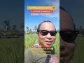 the Return! MESTISO 1 (PsB72H) Hybrid Rice Seed.. Philrice Produced and Multiplied by DOSEPCO💚