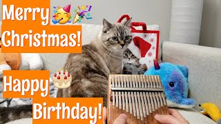 Happy Birthday and Merry Christmas | 1yearold Kitty Getting a Massager as Birthday Gift