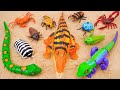 Toy asmr Remote Control Animals: BIG SET | ROBOTIC INSECTS | CRAB, SCORPION, Tarantula