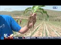 [新闻直播间]三夏时节 甘肃会宁 建设高标准农田 引洮灌溉入旱地 | 新闻来了 News Daily