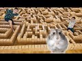 LABYRINTHE GÉANT EN CARTON POUR NOTRE HAMSTER 🐹