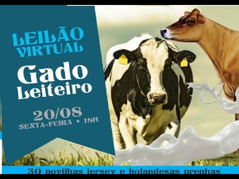 Leilão Virtual de Produção Guarda-Mór, AO VIVO: Leilão Virtual de Produção  Guarda-Mór Acompanhe ao vivo ao Leilão Virtual de Produção Guarda-Mór, com  500 terneiras e terneiros de cruza Angus