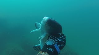 Трофей не будет ждать. Подводная охота.