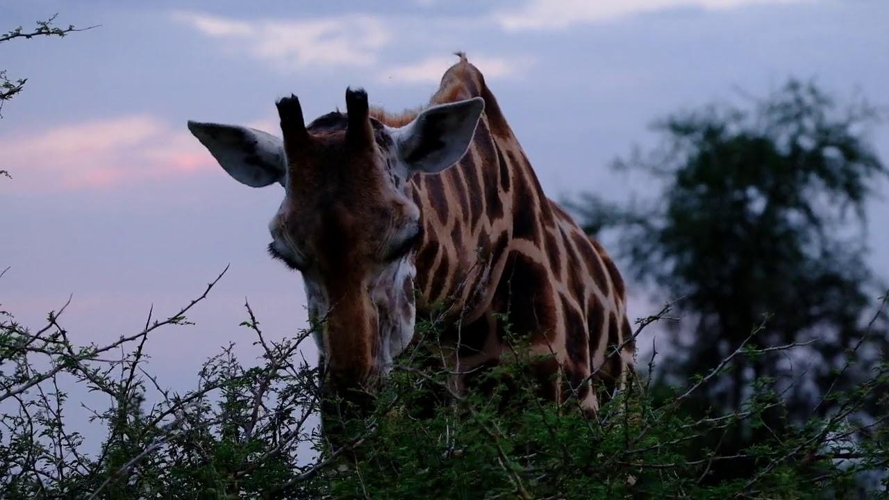 The northern giraffe, also known as three-horned giraffe, is the type species of giraffe native