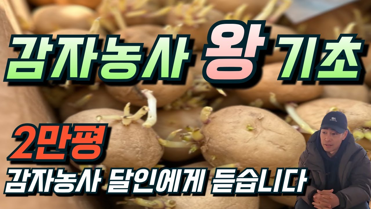 감자농사 초보는 무조건 보세요.