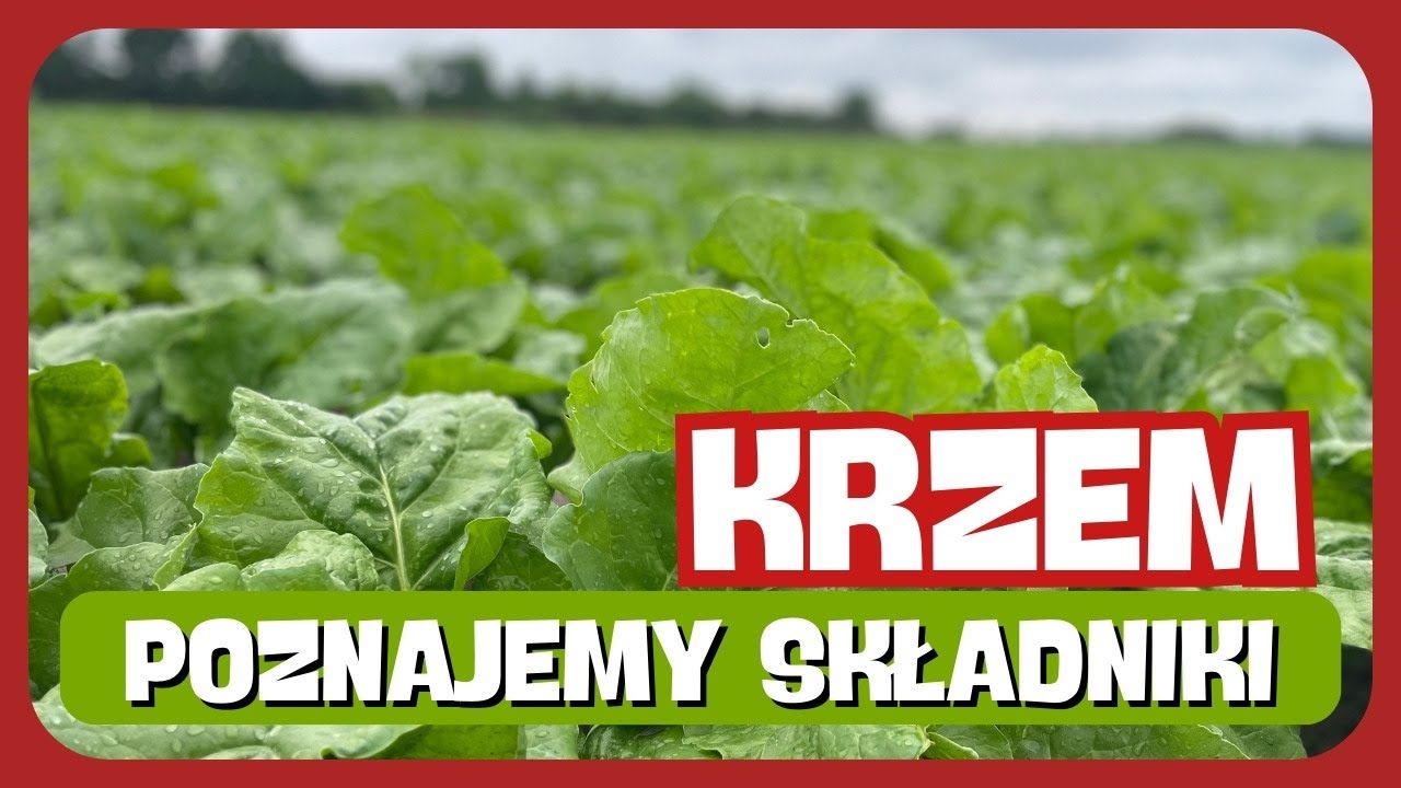 Czy warto stosować krzem? Jaka jest rola krzemu w rolnictwie? | e-pole