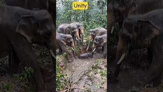 unity #short #fact #trending