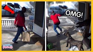 👨‍💼📦Delivery Drivers vs Animals | When Things Go Wrong🤣