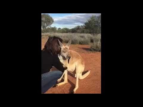 Kangaroo Cuddles by Queen Abi || ViralHog