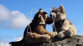 Fire & The Flood Webkinz MEP